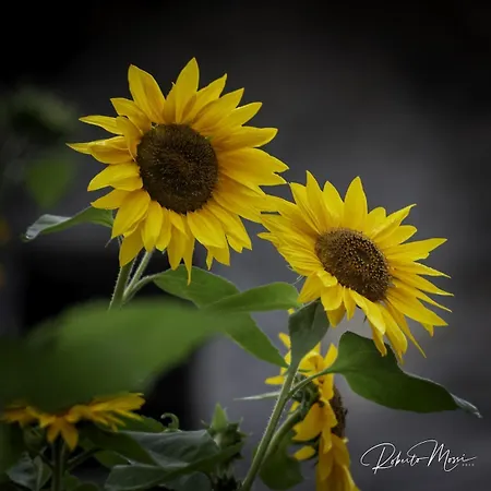 Il Girasole *